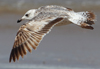 Larus armenicus